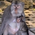 monkey_macaque_balinese_mf_ubud_v_0268_bal0269.jpg